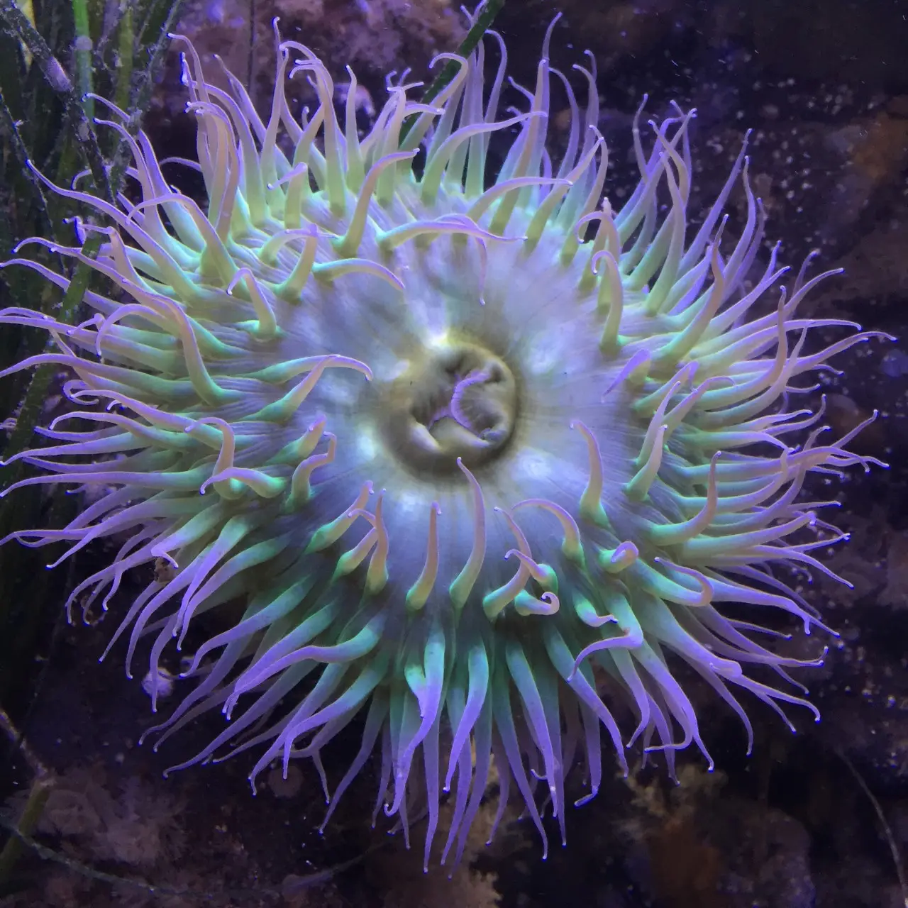 Ucluelet Aquariam